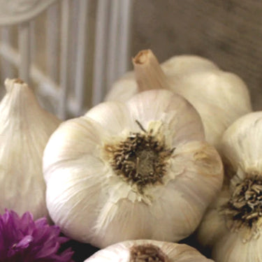 Organic Garlic (Soft-neck) Garden Variety Pack