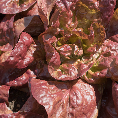 Marvel of 4-seasons Lettuce seeds for sale to buy online from the USA. Butterhead-type lettuce! Open-pollinated, USA-quality, Heirloom, NON-GMO organic seeds & more!