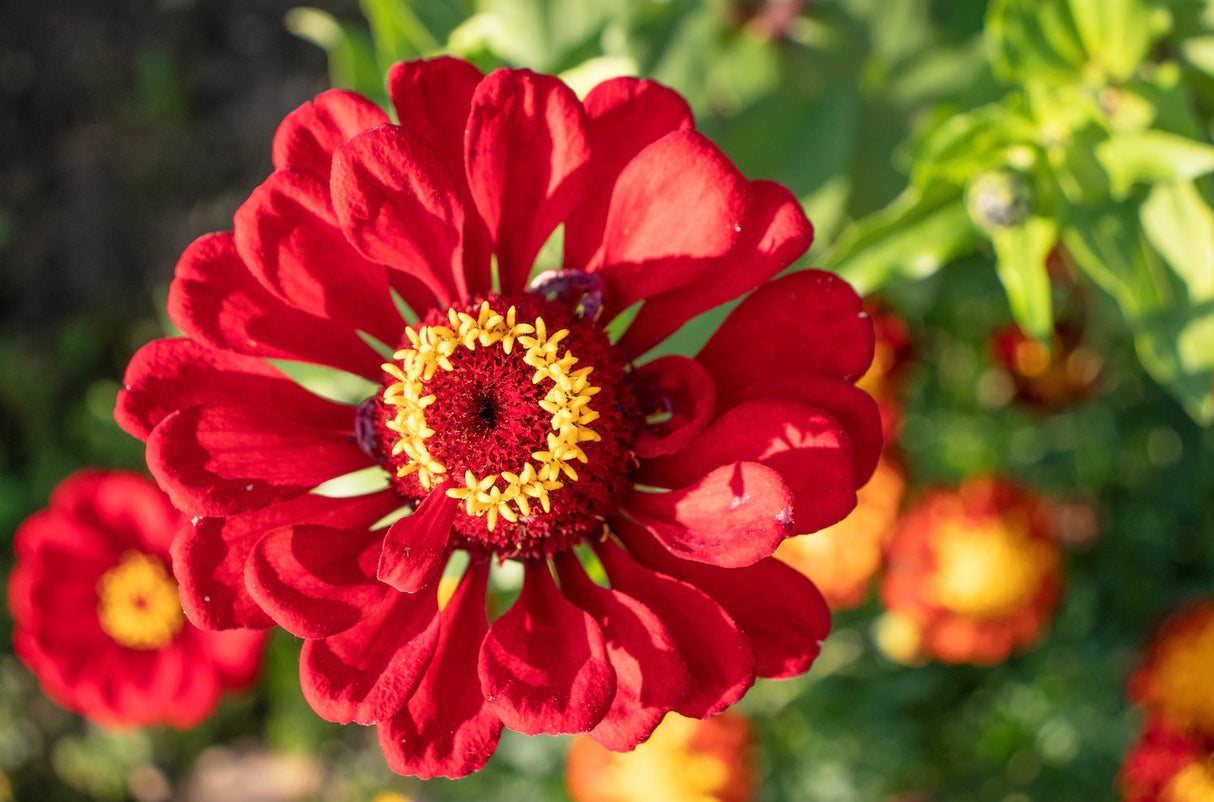 Buy Zinnia elegans Red Cherry Queen flower seeds for sale from the USA