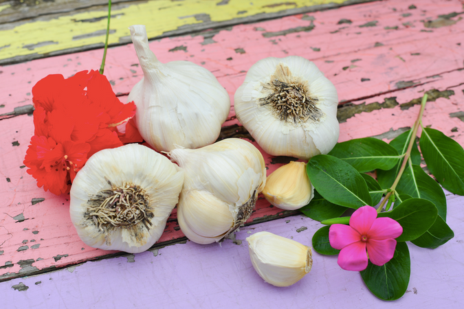 Organic Garlic (Soft-neck) Garden Variety Pack
