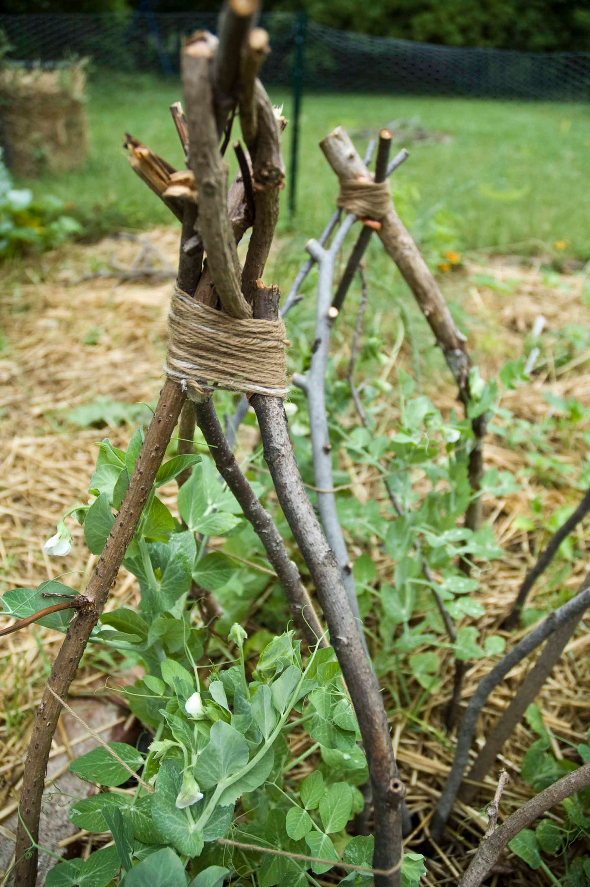 Vine teepee garden structure with climbing plants and seed variety pack display