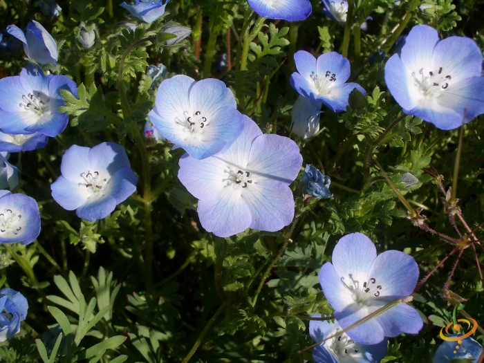 Wildflowers California native seed mix by SeedsNow featuring Baby Blue Eyes wildflowers in a vibrant garden display