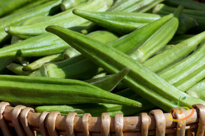 Fresh green okra Clemson Spineless pods in a basket