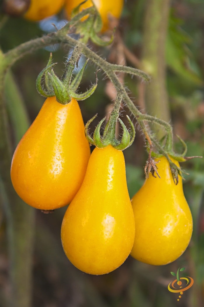 Cluster of ripe Yellow Pear Tomato fruits hanging on the vine