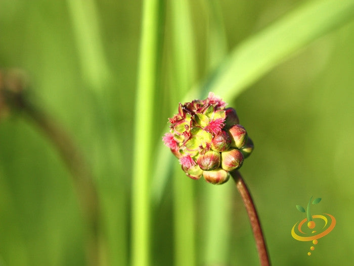Salad Burnet seeds from SeedsNow, small brown seed packets on a white background, ready for planting in herb gardens.