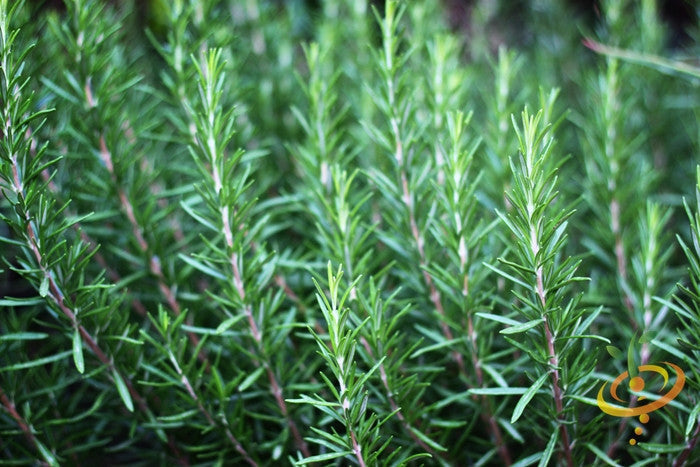 Fresh rosemary seeds from SeedsNow, showing small brown seeds in a clear container for gardening or planting.