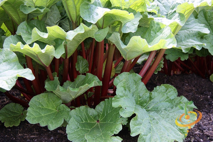 Fresh Rhubarb Victoria seed packet from SeedsNow, featuring vibrant image of rhubarb stalks and lush green leaves.