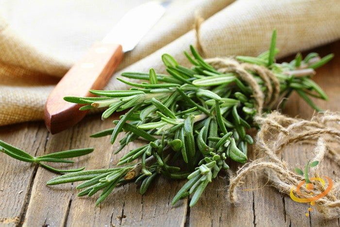 Organic Rosemary seeds from SeedsNow, small brown seeds suitable for planting and herb gardening.