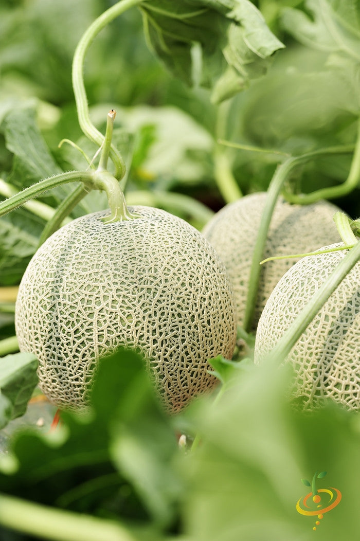 Close-up of Honey Rock cantaloupe melons growing on vine with green leaves