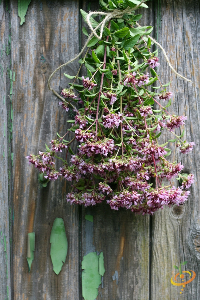 Bunch of Italian oregano with purple flowers hanging on wooden wall