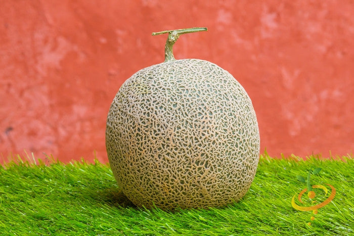 Honey Rock seeds cantaloupe melon on grass with orange background