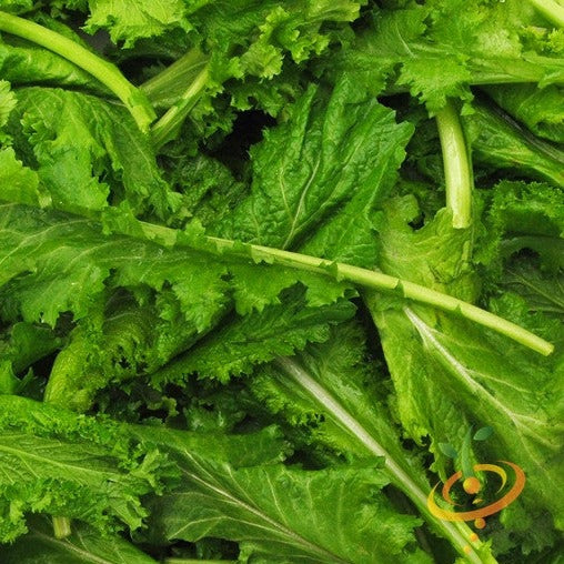 Buy Old Fashion Mustard Seeds online from USA to grow flavorful mustard greens quickly, with good yields in about 45 days. Easy to grow and harvest often.
