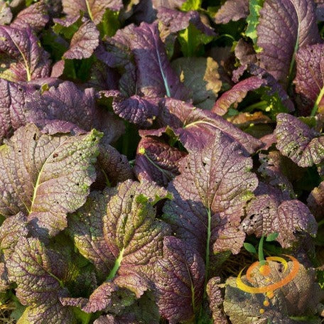 Order Giant Red Mustard seeds for sale online from USA. Grow full-flavored mustard greens with bright purple-tinted leaves, perfect for salads, sandwiches, and more.