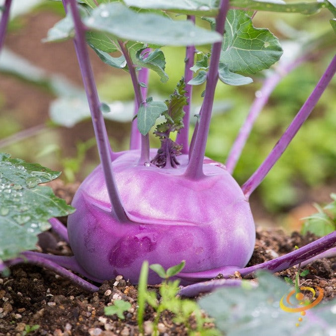 Kohlrabi Vienna purple vegetable growing with green leaves in soil close-up