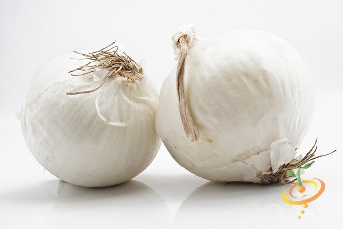 Two Spanish Sweet White Onions with roots on white background