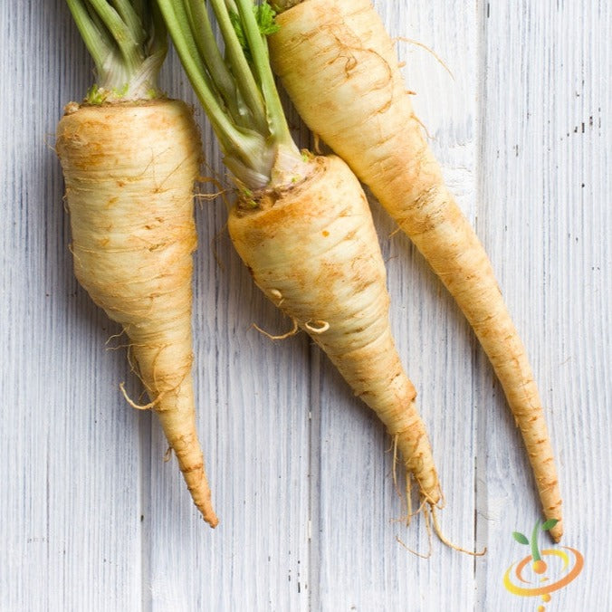 Three fresh Harris Model parsnips with green tops on a wooden surface
