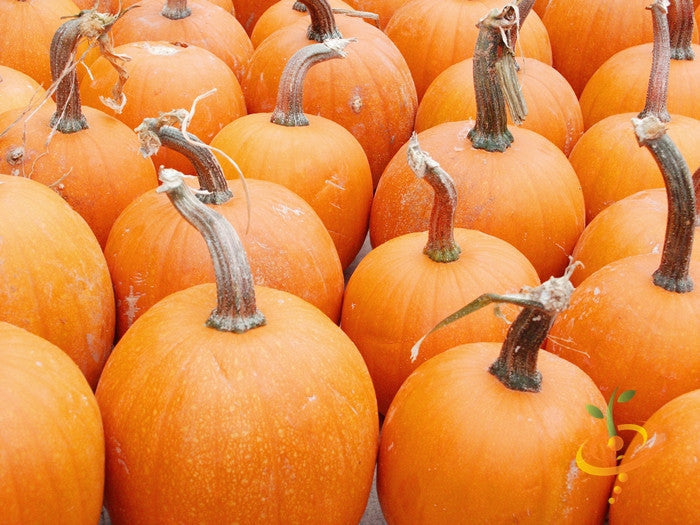 Small Sugar pumpkins grouped together with bright orange smooth skin and curved stems, ideal for pumpkin pies and garden growing.