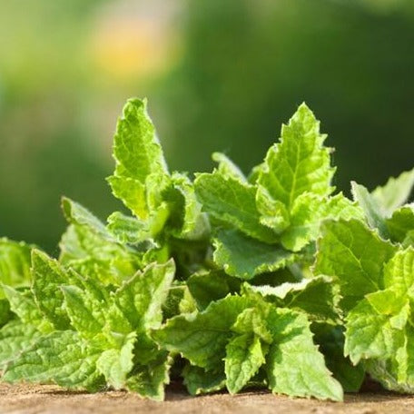 Fresh green peppermint seeds from SeedsNow, ideal for planting mint herb in garden or containers.