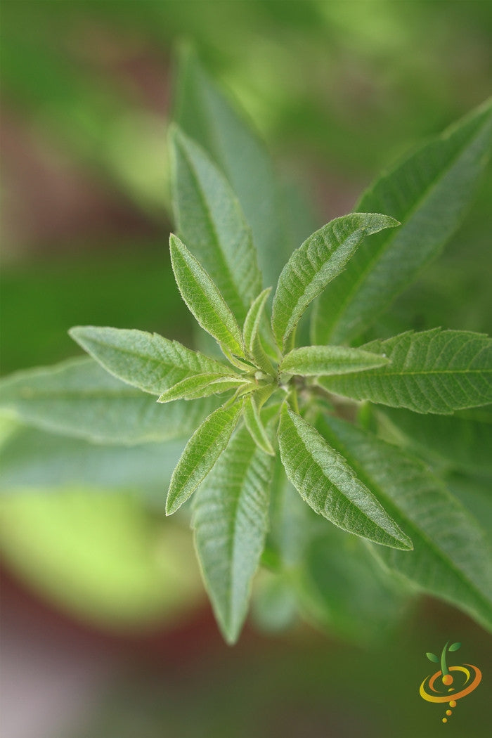 Fresh mint leaves with lemon seeds on a white background, ideal for planting or culinary use, from SeedsNow.