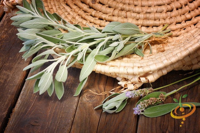 Broadleaf sage seeds from SeedsNow, showing small green seeds ideal for planting and herb gardening.