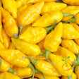 Pepper (Hot) - Devil's Tongue, Yellow π₯π₯π₯π₯π₯ - SeedsNow.com