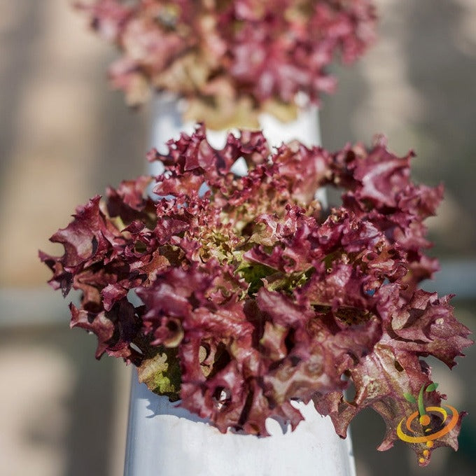 Red leaf salad bowl lettuce seeds for sale to buy online from the USA. Loose leaf-type lettuce! Open-pollinated, USA-quality, Heirloom, NON-GMO organic seeds & more!