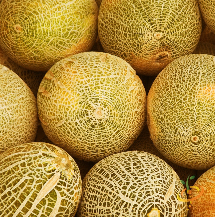 Fresh Cantaloupe melon from SeedsNow Planters Jumbo seeds, showcasing ripe orange flesh and green netted rind.