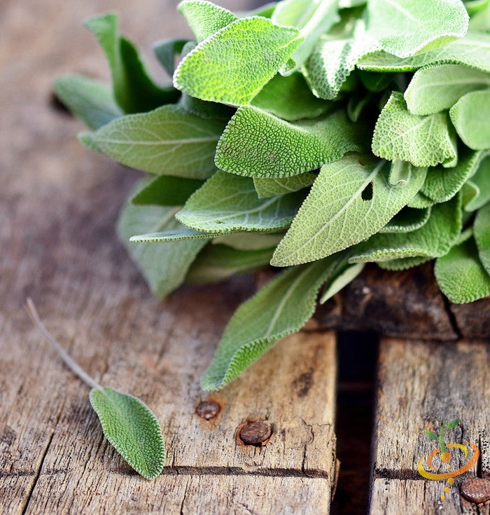 Fresh Sage broadleaf seeds from SeedsNow, showing green sage leaves and seeds in a natural setting.