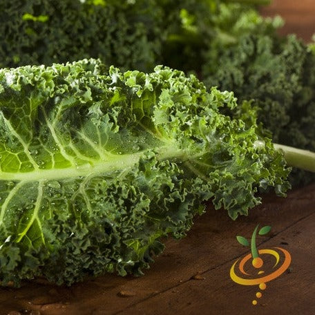 Buy Vates Kale seeds online in the USA! Early heirloom Kale variety!