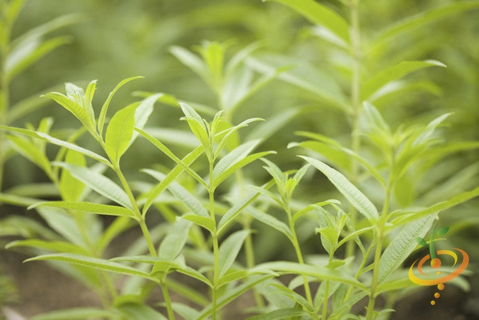 Fresh mint leaves and lemon seeds from SeedsNow, showcasing vibrant green mint sprigs and lemon seeds on a neutral background.