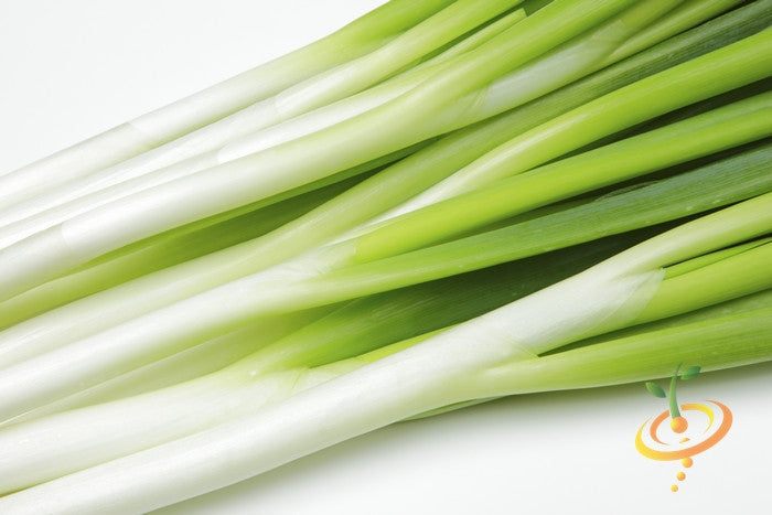 Close-up of fresh Tokyo Long White scallion bunching onions with white stalks and green tops