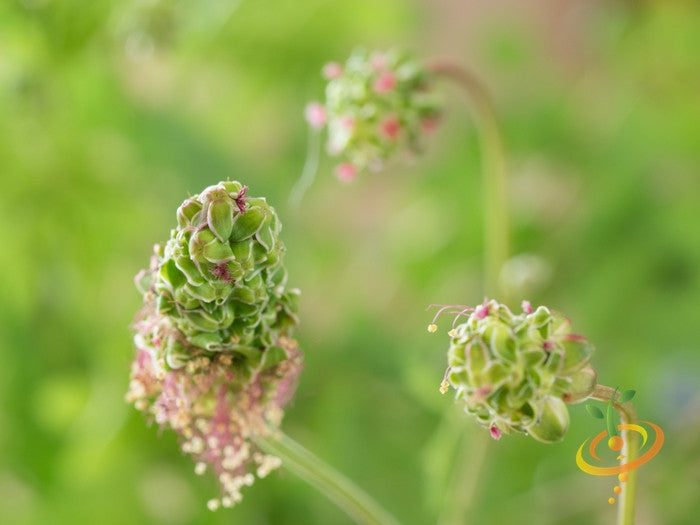 Salad Burnet seeds from SeedsNow, small brown seeds for growing fresh Salad Burnet herb in your garden.