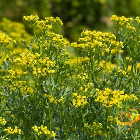 Order Rue Seeds online from the USA. Rue is a hardy herb with blue-green foliage, used ornamentally or in recipes, but should be used cautiously due to its toxicity.