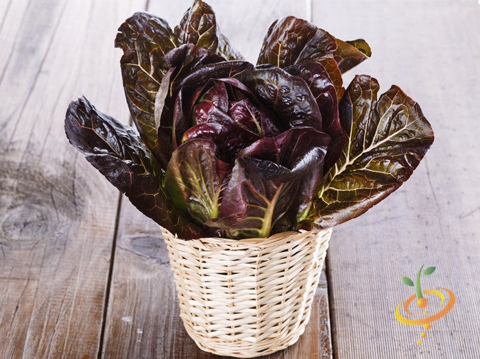 Romaine lettuce seeds growing red-tipped leaves in a wicker basket on wooden surface