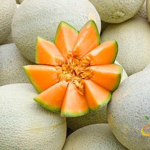 Buy high-quality Planters Jumbo Cantaloupe Melon seeds online from USA