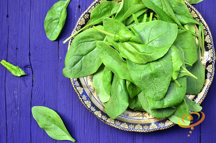 Fresh green spinach leaves on decorative plate on purple wooden surface Spinach Noble Giant seeds