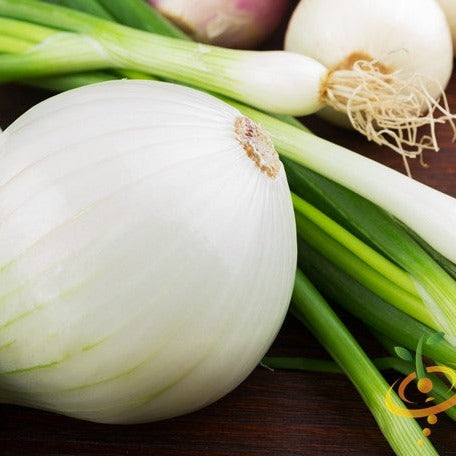 Buy Long Day White Sweet Spanish Onion seeds online from the USA now. Perfect for fresh eating, grilling, and cooking with mild, sweet flavor and crisp texture.