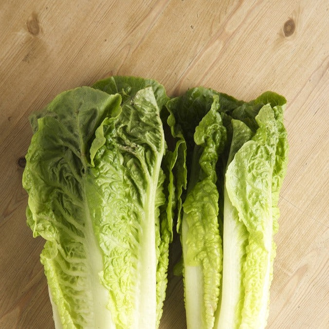 Classic Romaine Lettuce seeds for sale to buy online from the USA. Sweet Juicy Crunchy Midribs! Open-pollinated, USA-quality, Heirloom, NON-GMO organic seeds & more!
