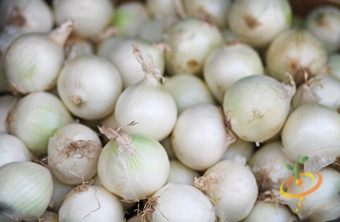 Spanish Sweet White Onion bulbs close-up showing fresh white globed onions
