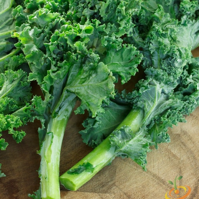 Buy Blue Curled Scotch Kale Seeds seeds for sale online in the USA!