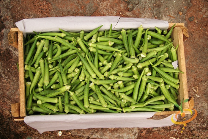 Fresh green Clemson Spineless okra pods in a wooden crate on the ground