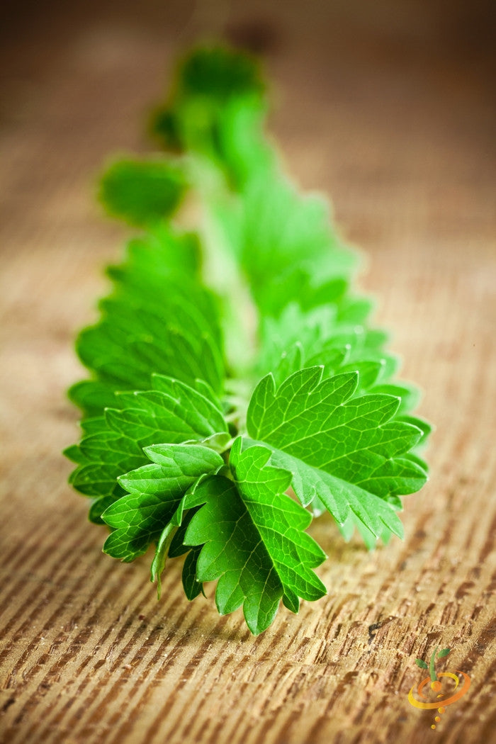 Salad Burnet seeds from SeedsNow, small green seeds used for growing aromatic salad herb in a garden or pot.