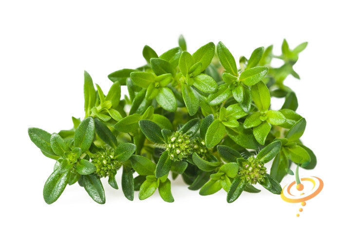 Fresh Summer Savory seeds from SeedsNow, small green seeds ideal for herb gardens and cooking.