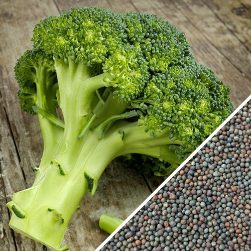Fresh broccoli florets with broccoli seeds on wooden surface for Broccoli - Di Cicco seeds variety