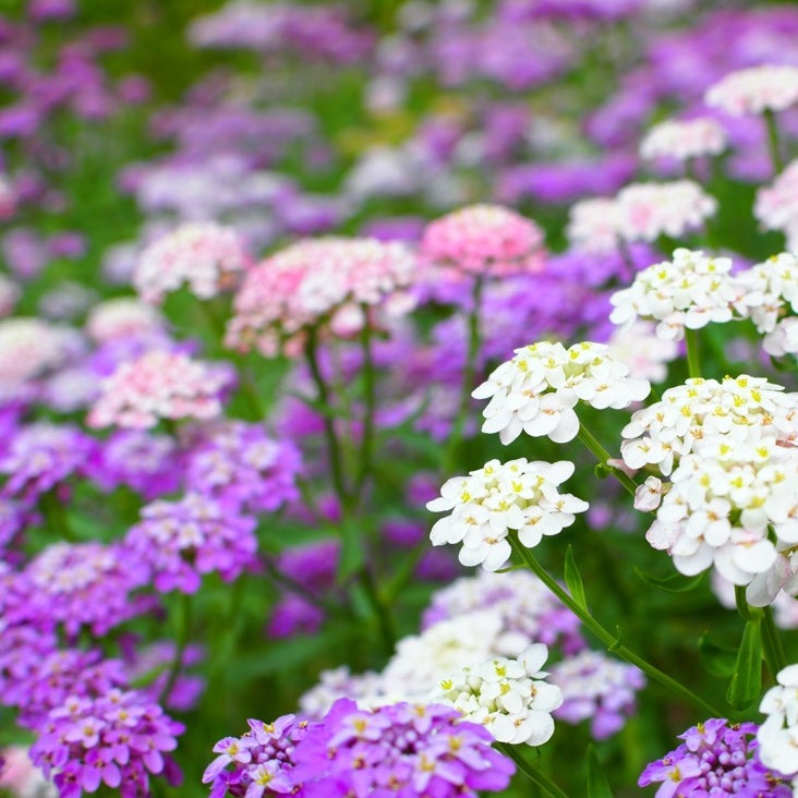 Order Fairy Dwarf Candytuft Mix (Iberis umbellata) flowers seeds online from the USA. Drought-tolerant, low-lying annual. USA-quality, heirloom, organic seeds & more