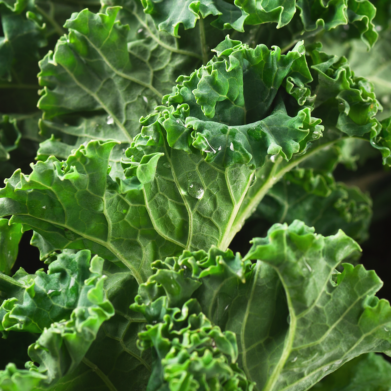 Order Siberian Dwarf Kale seeds on sale from the USA. Curly leaves for salads, Cold tolerant heirloom! Open-pollinated, USA-quality, NON-GMO organic seeds & more!