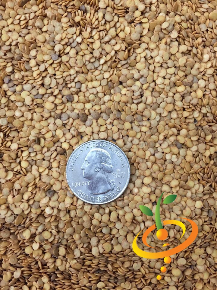 Close-up of Eggplant Florida Market seeds with a US quarter for size comparison