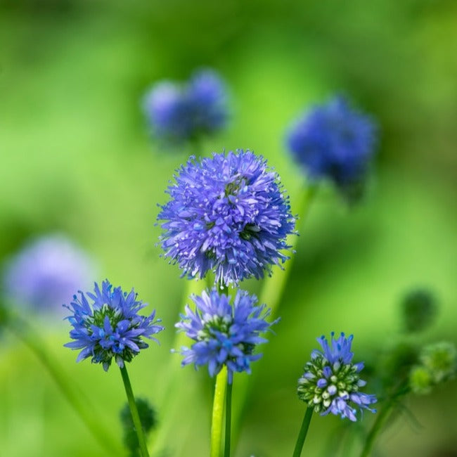 Order Globe Gilia Capitata Queen Anne’s Thimble seeds on sale from USA. Drought-tolerant annual. Open-pollinated USA-quality, Heirloom, NON-GMO organic seeds & more!
