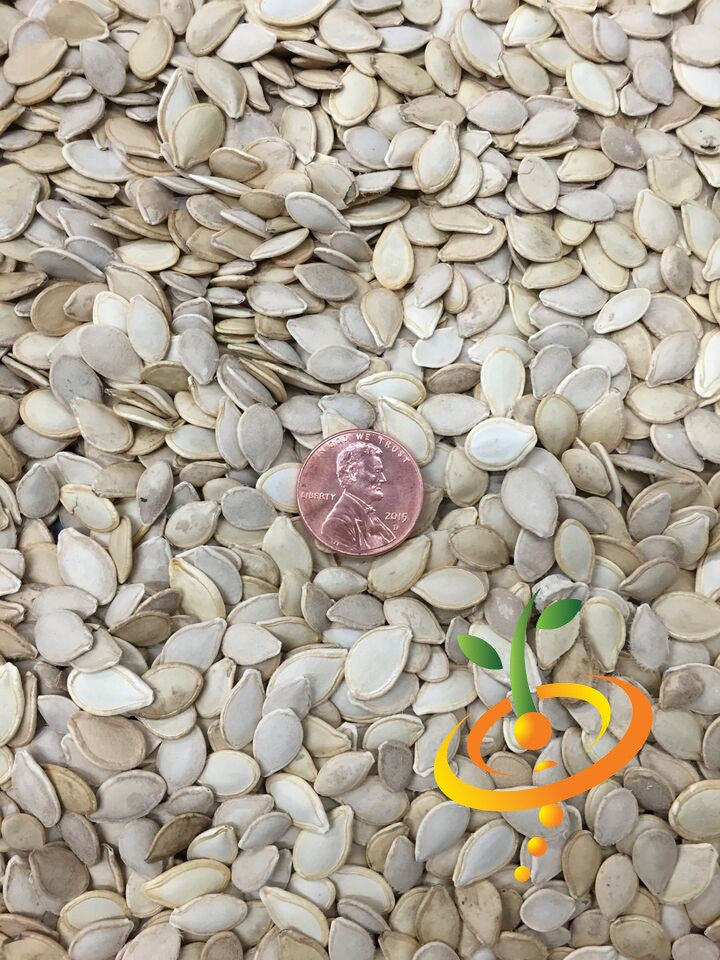 Close-up of small mixed gourd seeds with a penny for size comparison