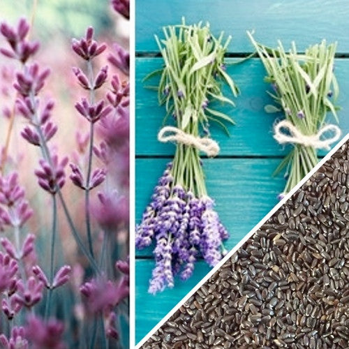 English lavender flower seeds from SeedsNow, showing small, dark seed packets ideal for planting fragrant lavender plants.